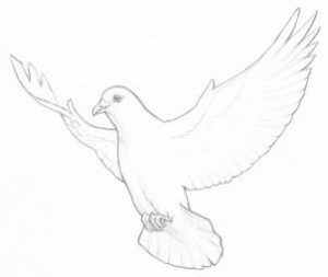 نقاشی ساده کبوتر
